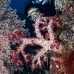 coral_soft_lw_tam_v_0165_bal3760.jpg